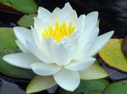lotus flower