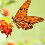 orange butterfly for the sacral chakra