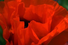 red poppy
